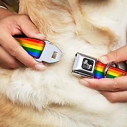 Buckle-Down Pride Dog Collar, Wide-Medium slide 2 of 9