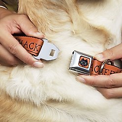 Buckle-Down Seatbelt Buckle Hocus Pocus Thackery Binx Cat Silhouette Dog Collar, Orange & Black, 13-17-in slide 2 of 8