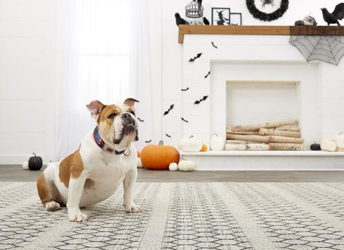 Show full view: Buckle-Down Spider-Man Action Poses Seatbelt Buckle Dog Collar, Wide Large slide 5 of 10