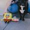 Show in main carousel: Buckle-Down SpongeBob Full Body with Arms & Legs Dog Plush Squeaker Toy  slide 4 of 6