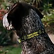 Show in main carousel: Buckle-Down Spongebob Squarepant Polyester Personalized Dog Collar, Small slide 3 of 7