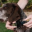 Show in main carousel: Buckle-Down Spongebob Squarepant Polyester Personalized Dog Collar, Small slide 4 of 7