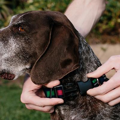 Show full view: Buckle-Down Star Wars Darth Vader Utility Belt Bounding Personalized Dog Collar, Large slide 4 of 7