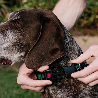 Show full view: Buckle-Down Star Wars Darth Vader Utility Belt Bounding Personalized Dog Collar, Medium slide 5 of 8