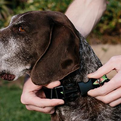 Show full view: Buckle-Down Star Wars The Child Chibi Face Polyester Personalized Dog Collar, Large slide 4 of 7