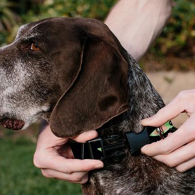 Show full view: Buckle-Down Star Wars The Child Chibi Face Polyester Personalized Dog Collar, Medium slide 5 of 8