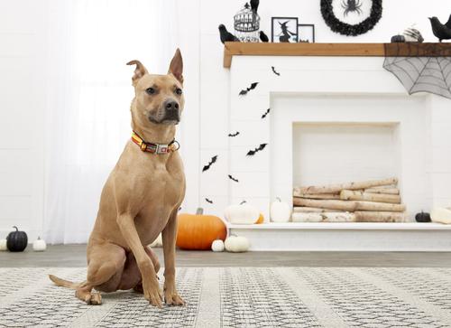 Show full view: Buckle-Down The Flash Seatbelt Buckle Dog Collar, Medium slide 5 of 9