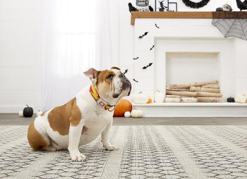 Show full view: Buckle-Down The Flash Seatbelt Buckle Dog Collar, Wide Large slide 5 of 9