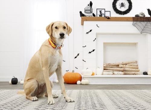 Show full view: Buckle-Down The Flash Seatbelt Buckle Dog Collar, Wide Medium slide 6 of 10