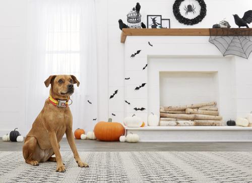 Show full view: Buckle-Down The Flash Seatbelt Buckle Dog Collar, Wide Small slide 5 of 9