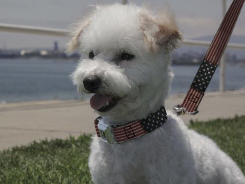 Show full view: Buckle-Down Vintage US Flag Polyester Seatbelt Buckle Dog Collar, Small: 9 to 15-in neck, 1-in wide slide 4 of 10