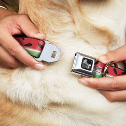 Buckle-Down Watermelon Stripe Dog Collar, Wide-Small slide 2 of 9
