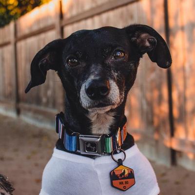 Show full view: Buckle-Down Zarape Dog Collar, Small slide 3 of 10