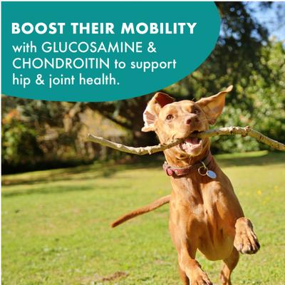 Show full view: Buddy Biscuits Boosters Hip & Joint Chews Chicken Flavor Dog Treats, 5-oz bag slide 7 of 11