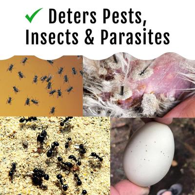 Show full view: Buff Clucks CoopShield Chicken Pest Control Powder, 12-oz bag slide 5 of 10