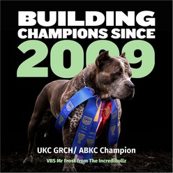 Bully Max 24/14 High-Protein & Growth Lamb Dry Puppy Food, 5-lb bag slide 2 of 9