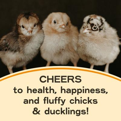 Show full view: Bundle: Scratch and Peck Feeds Organic Chicken & Duck Feed 20.5% Starter Mash, 25-lb bag + Starter Grit, 7-lb pouch slide 7 of 9