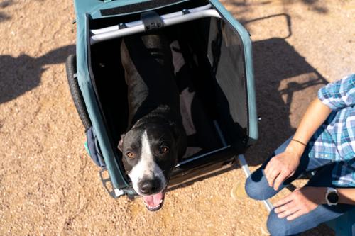 Show full view: Burley Bolster Cat & Dog Bed with Removable Cover, Gray/Black, X-Large slide 3 of 4
