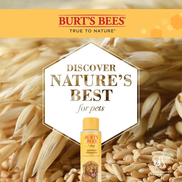 Show full view: Burt's Bees Oatmeal with Colloidal Oat Flour & Honey Dog Shampoo, 16-fl oz bottle slide 4 of 12