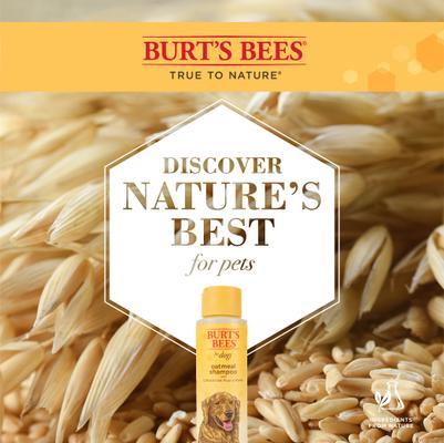 Show full view: Burt's Bees Oatmeal with Colloidal Oat Flour & Honey Dog Shampoo, 16-fl oz bottle slide 4 of 12