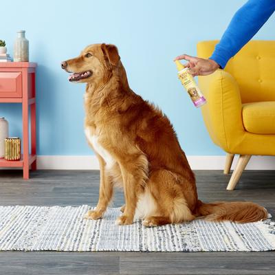 Show full view: Burt's Bees Waterless Shampoo with Apple & Honey for Dogs, 10-fl oz bottle slide 5 of 8