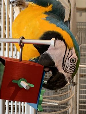 Show full view: Busy Bird Busy Box Bird Toy slide 4 of 5