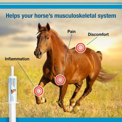 Show full view: Butequine Phenylbutazone (Generic) Paste for Horses, 20gm, 60mL Syringe slide 4 of 5