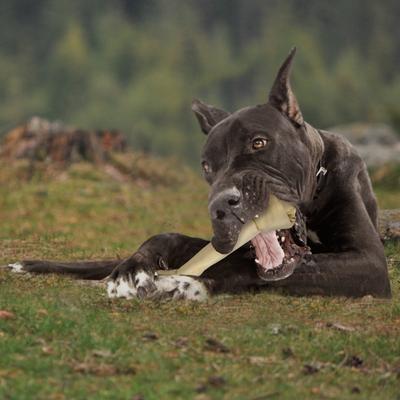 Show full view: Cadet Beef Hide 13 to 14-inch Knotted Bone Dog Chew slide 6 of 9