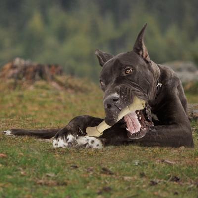 Show full view: Cadet Beef Hide Knotted Bone Dog Chew, 8-9-in, 3 count slide 7 of 8