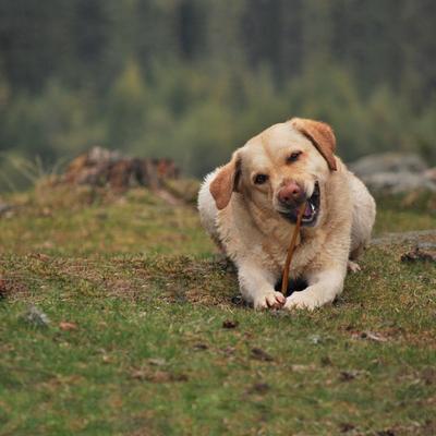 Show full view: Cadet Bully Sticks Dog Chews, Large, 2 count slide 5 of 9