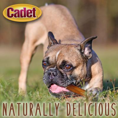 Show full view: Cadet Bully Hide Sticks Dog Chews, X-Small, 8-oz slide 4 of 12