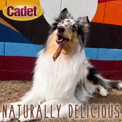 Show full view: Cadet Extra-Thick Bully Sticks Dog Chews, Large, 2 count slide 4 of 11