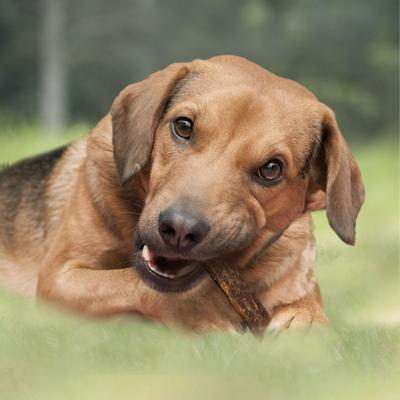 Show full view: Cadet 100% Real Beef Strips Beef Flavor Dog Chews, 2.8-oz bag slide 4 of 8