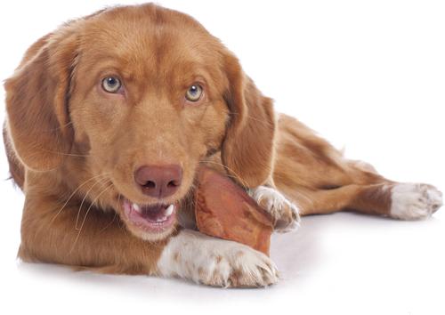 Show full view: Cadet Pig Ears Dog Chews, 12 count slide 5 of 11