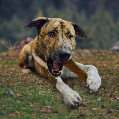 Show full view: Cadet Premium Beef Hide Curls Peanut Butter Flavor Dog Chews, 1-lb slide 9 of 10