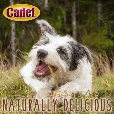 Show full view: Cadet Premium Beef Hide 5-inch Chicken Flavor Munchy Stix Dog Chews, 100 count slide 6 of 10