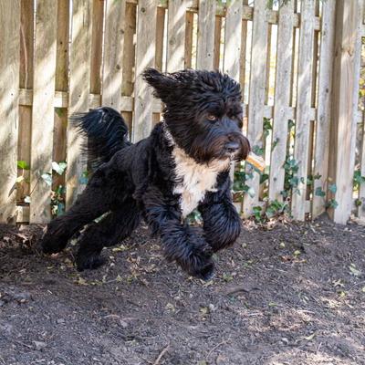 Show full view: Cadet Premium Pressed Beef Hide Beef Flavor Dog Bone, 6.5-in, 12 count slide 6 of 11