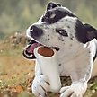 Show in main carousel: Cadet Stuffed Shin Bones Dog Chew, Chicken slide 6 of 11