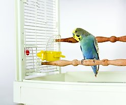 Caitec Featherland Paradise Cage Mounted Hooded Cup Bird Toy, Small