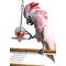 Show in main carousel: Caitec Featherland Paradise Fillable Ball & Kabob Bird Toy slide 2 of 3