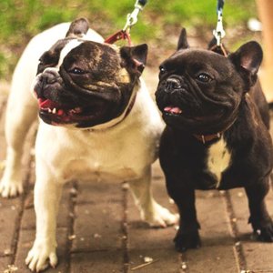 Caldwell's Pet Supply Co. Original Two Dog Leash Coupler, Small