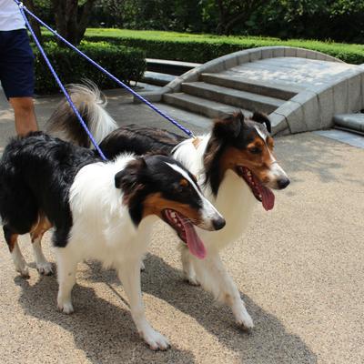 Show full view: Caldwell's Pet Supply Co. Original Dual Leash, Blue slide 8 of 11