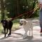 Show in main carousel: Caldwell's Pet Supply Co. Original Dual Leash, Red slide 7 of 11