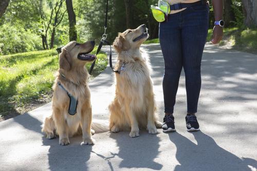 Show full view: Caldwell's Pet Supply Co. Original Two Dog Leash Coupler slide 4 of 7
