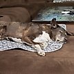 Show in main carousel: Caldwell's Pet Supply Co. Potty Pads Washable Dog Training & Pee Pads, Variety Pack, 24 x 36-in, 2 count slide 9 of 11