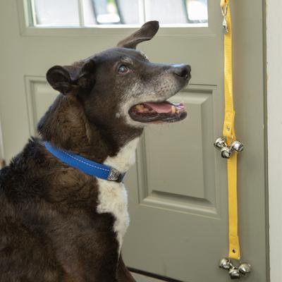 Show full view: Caldwell's Pet Supply Co. Potty Bells Original Dog Doorbell, Yellow slide 7 of 11