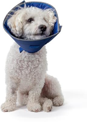 Show full view: Calm Paws Recovery Caring Dog Collar, X-Small slide 5 of 9