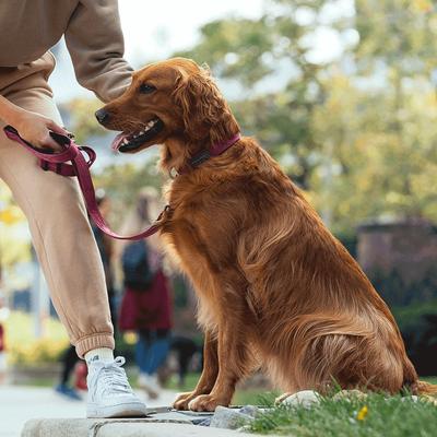 Show full view: Canada Pooch Adjustable Length Utility Dog Leash, Plum Camo, Large/X-Large: 4 to 6-ft long, 1-in wide slide 2 of 6
