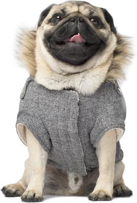 Show full view: Canada Pooch Alaskan Army Faux Down Insulated Dog Parka, Salt & Pepper, 12 slide 3 of 7