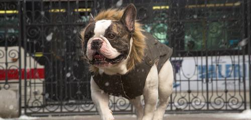 Show full view: Canada Pooch Alaskan Army Premium Faux Down Insulated Dog Parka, Army Green, 12 slide 4 of 7